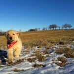 A Dog Decision