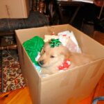Christmas at the Wave