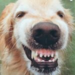 The Dog That Smiles