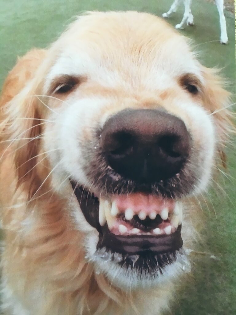 The Dog That Smiles