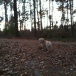 Hiking in Upton State Forest