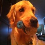 Not A Retriever