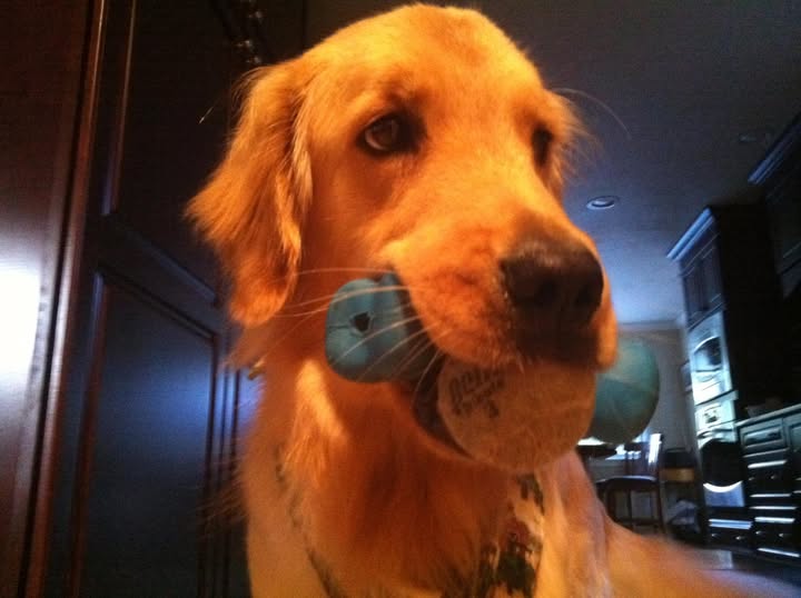 Not A Retriever