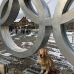 The International Dog