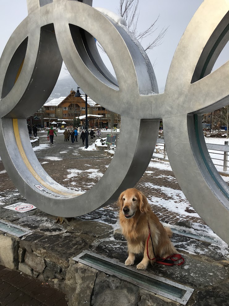 The International Dog