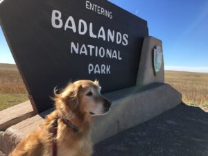 South Dakota Doggy