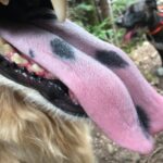 Spotted Tongue