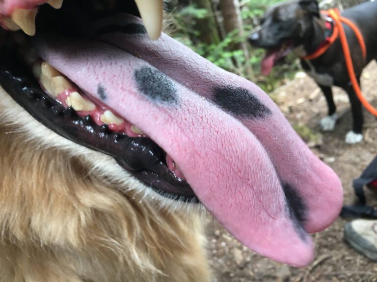 Spotted Tongue