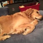 A Sick Doggy
