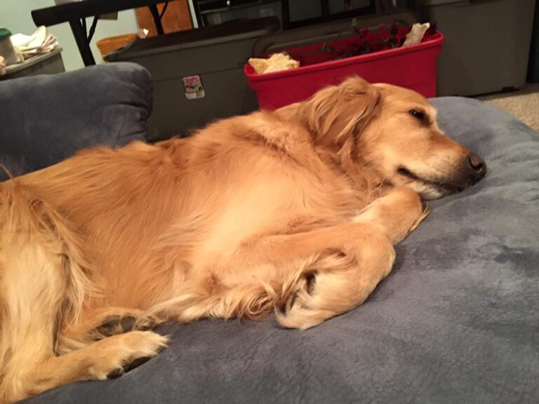 A Sick Doggy