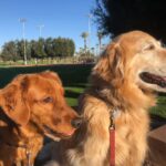 Jacoby Meets Honey!