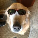 Cool Dog Heads South to Casa Grande