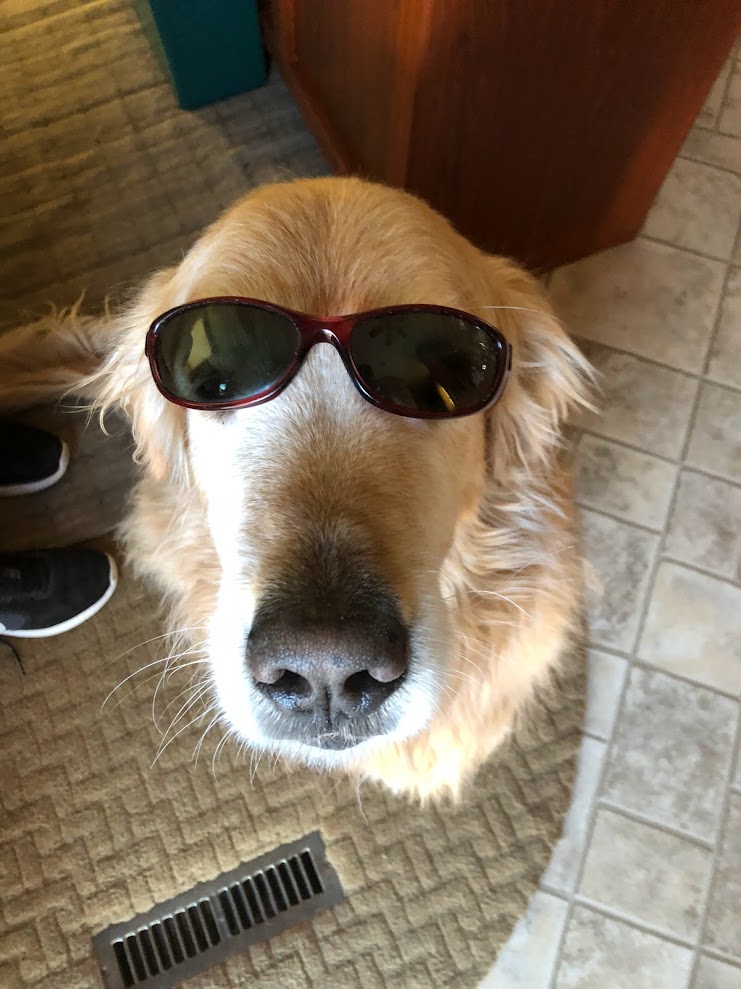 Cool Dog Heads South to Casa Grande