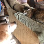 Cats and Dogs in Wickenburg