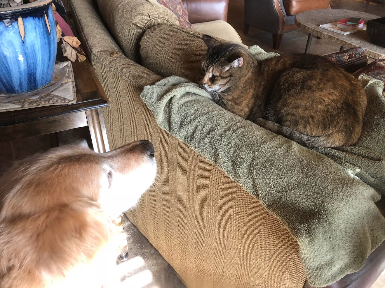 Cats and Dogs in Wickenburg