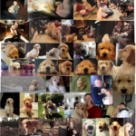 Jacoby’s Mosaic of Joy