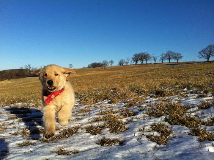 Jacoby puppy Jacoby puppy